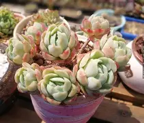 九游平台 -明月落枝小说作品